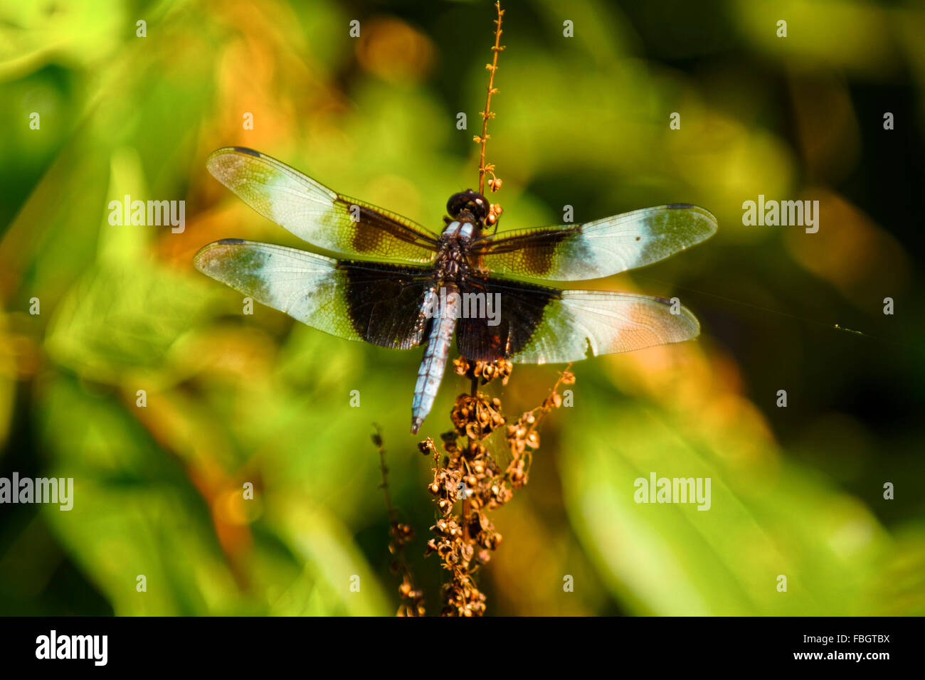 Una viuda skimmer dragonfly insecto descansa sobre un vástago de malezas. Foto de stock