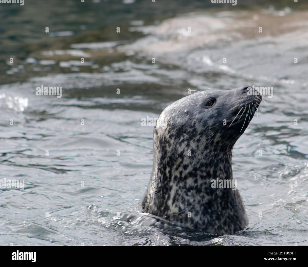 Adulto focas grises (Halichoerus grypus), nadar en el agua. Foto de stock