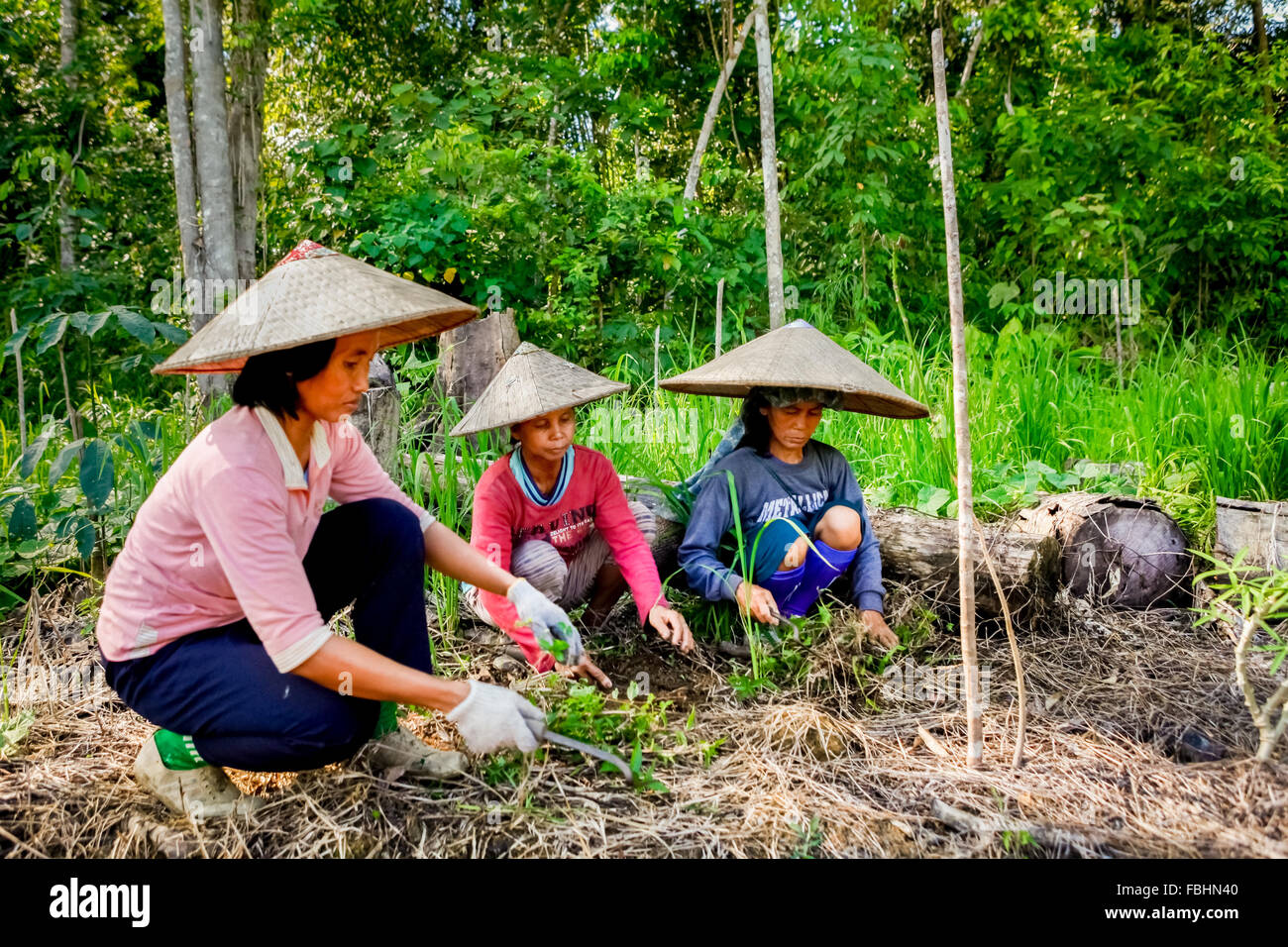 Mujeres agricultoras que despejan tierras agrícolas en la aldea de Sungai Utik, Batu Lintang, Embaloh Hulu, Kapoas Hulu, West Kalimantan, Indonesia. Foto de stock