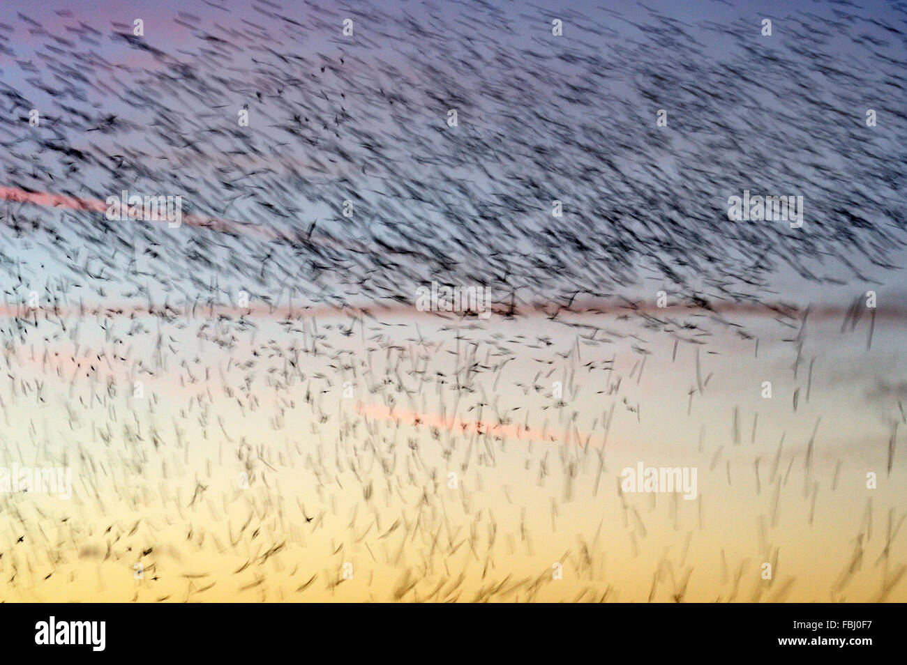 Los estorninos (Sturnus vulgaris) en posados vuelo descendente a roost, movimiento borrosa, Lackford Lakes, cerca de Bury St Edmunds, Suffo Foto de stock