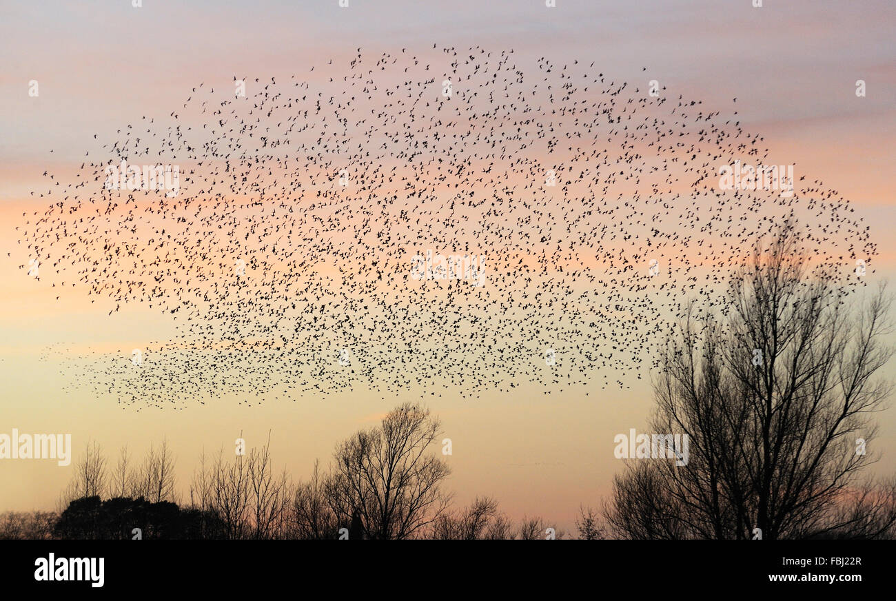 Los estorninos (Sturnus vulgaris) en donde pernoctan formación de vuelo al atardecer, Lackford Lakes, cerca de Bury St Edmunds, Suffolk, Dec 2014 Foto de stock