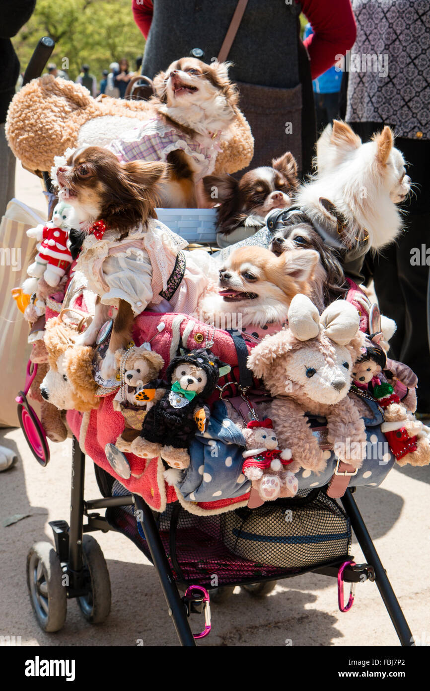 Japón, Himeji. Japón Craze, un cochecito infantil con caras decoradas con blanditos peluches, en la presidencia varios "mimado" perros, moda vestidos. Foto de stock