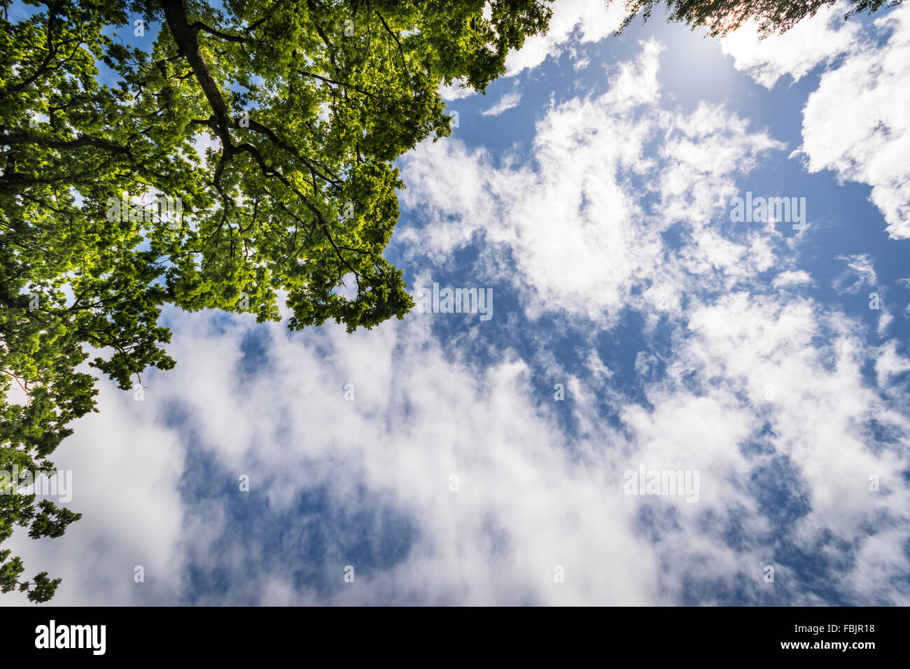 Impresionante cielo azul con nubes dramáticas y verdes árboles. Foto de stock