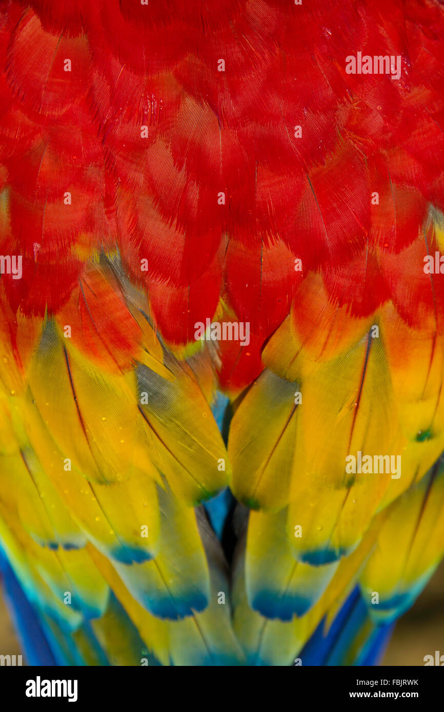 Cerca de plumas de guacamaya roja, rojo, amarillo, azul inclinado, macro, Ara macao Foto de stock