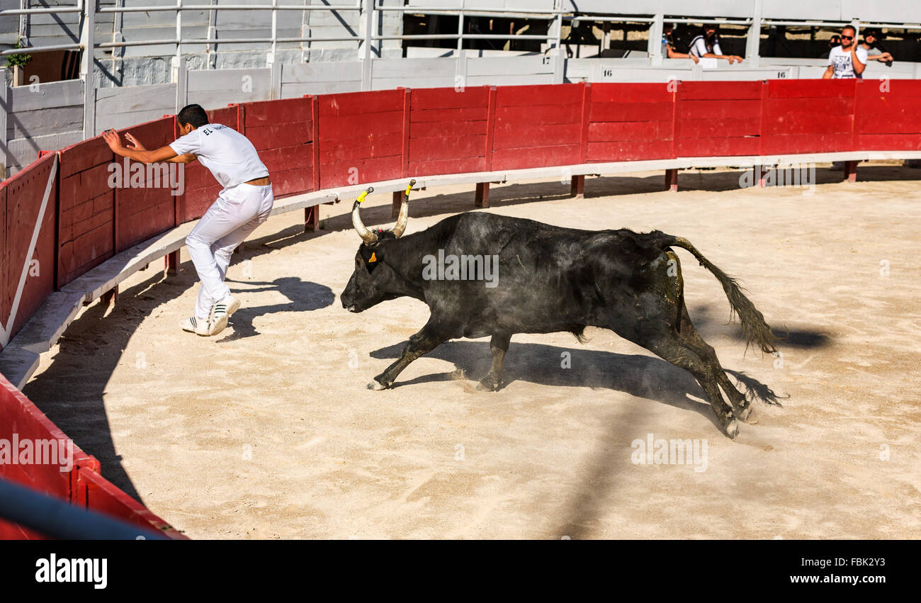 Un torero intenta escapar de un toro, persiguiendo a las razas de Camargue, el Anfiteatro de Arles, Arles, Provence-Alpes-Côte d'Azur, Francia Foto de stock