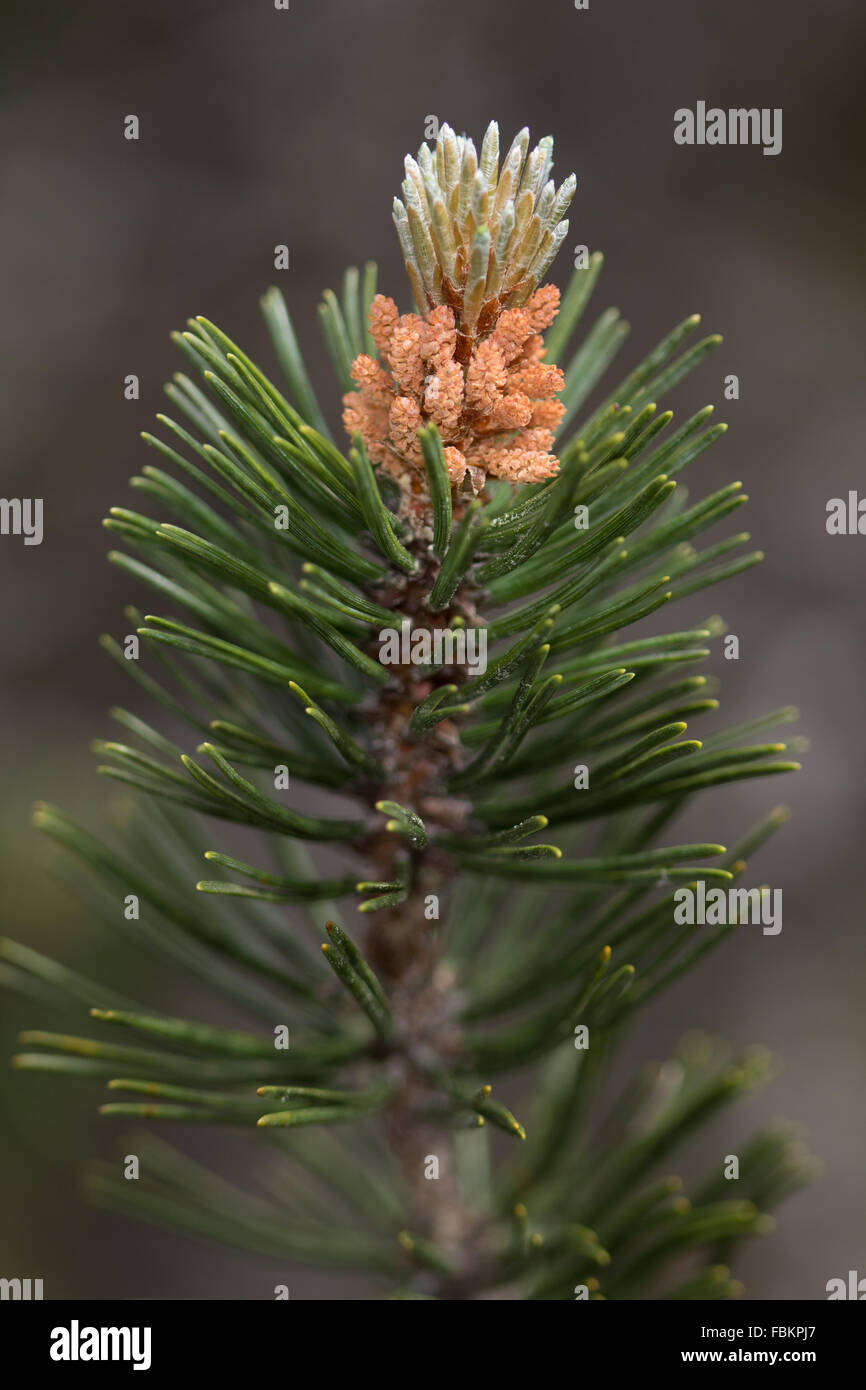 Mountain Pine (Pinus mugo) flores Foto de stock