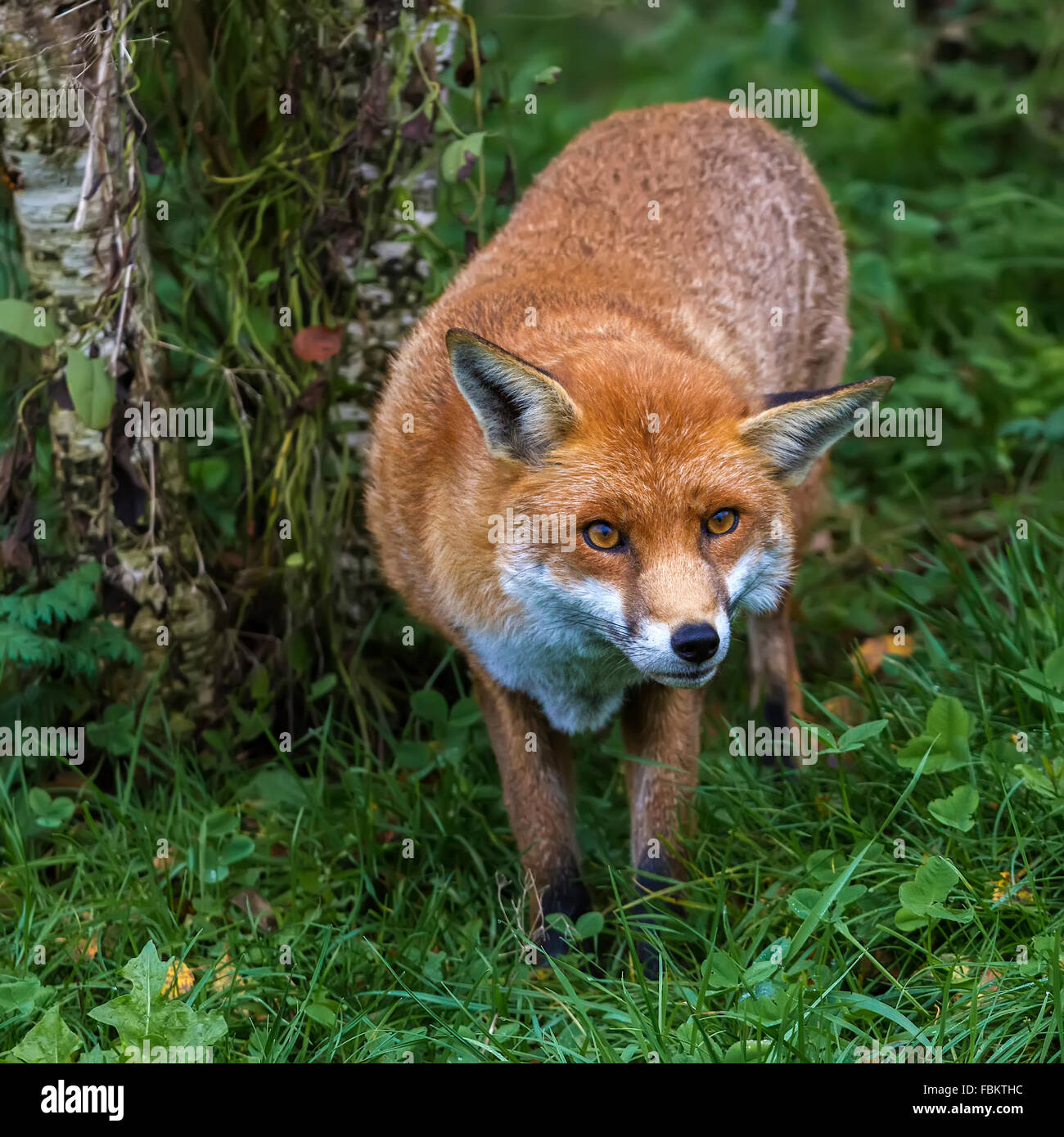 Fox (Canidae Vulpini vigilante ) Berkshire Reino Unido Foto de stock