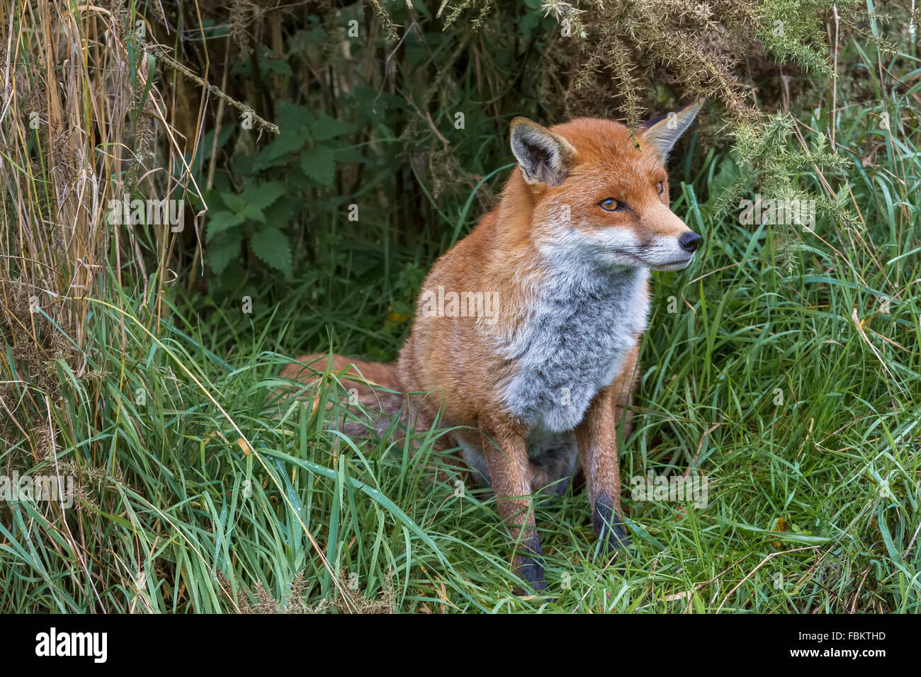 Sentado Fox (Canidae Vulpini ) Berkshire Reino Unido Foto de stock