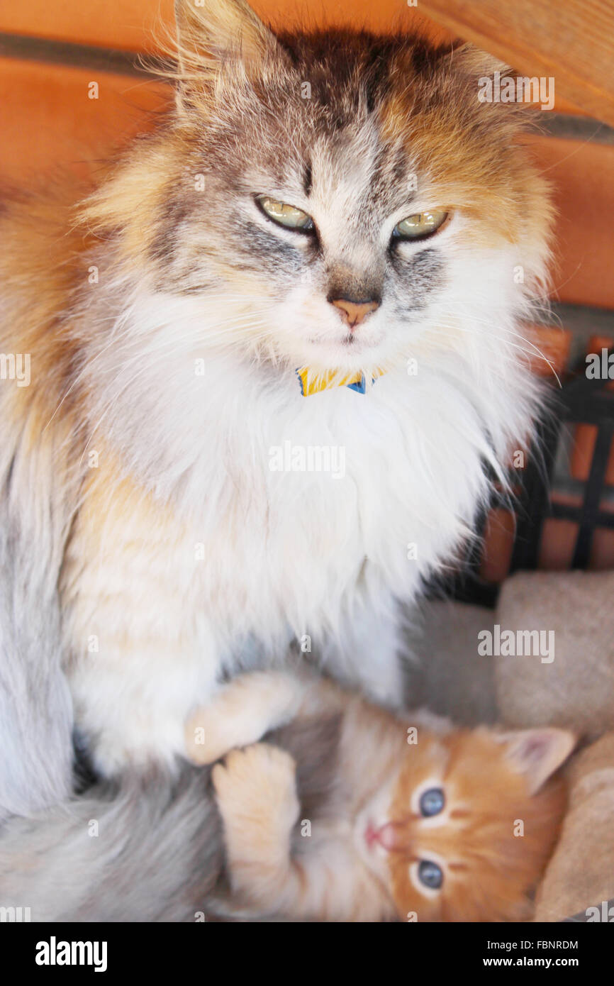 Hermosa madre multicolor cat y el pequeño gatito Foto de stock