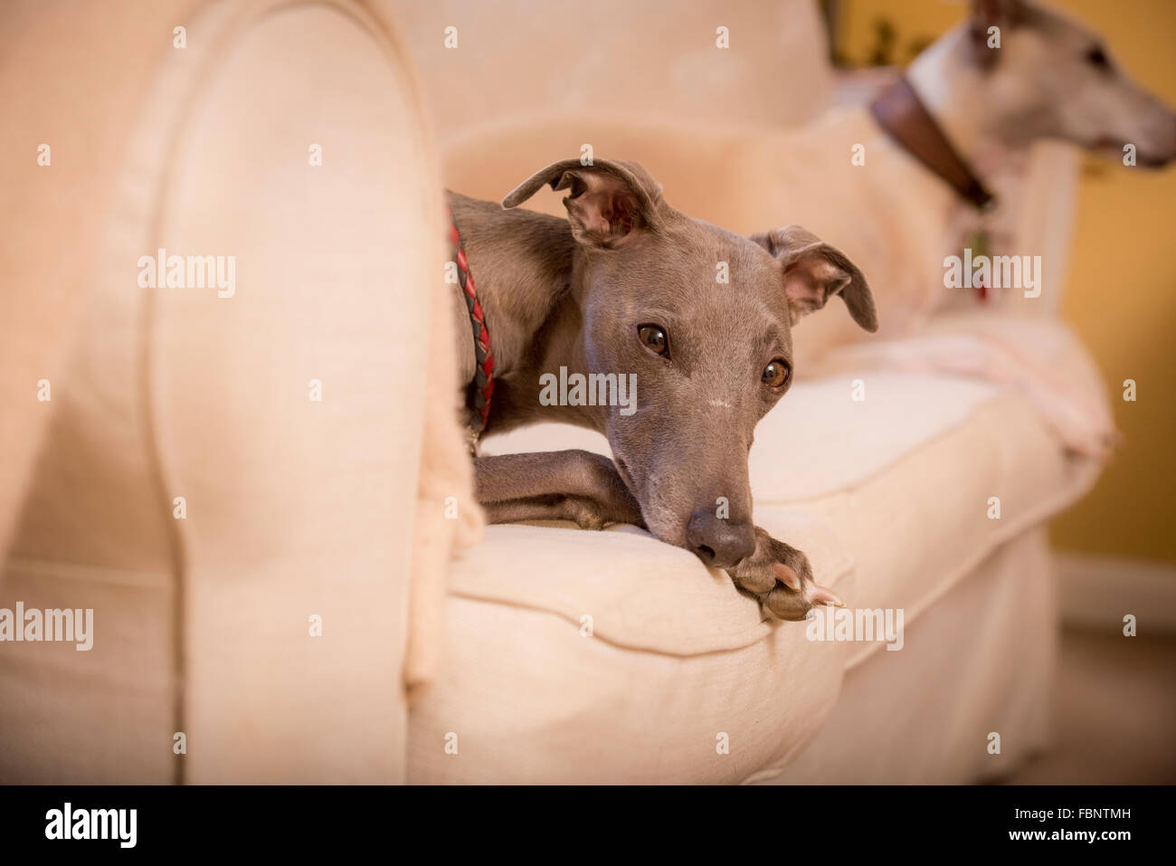 Whippets disfrutando de sus vacaciones en el Whippet Hotel en West Sussex, Reino Unido. Foto de stock