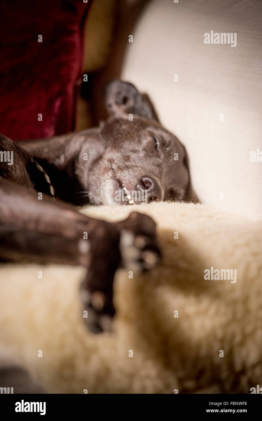 Whippets disfrutando de sus vacaciones en el Whippet Hotel en West Sussex. Un perro snoozes sobre un sofá. Foto de stock