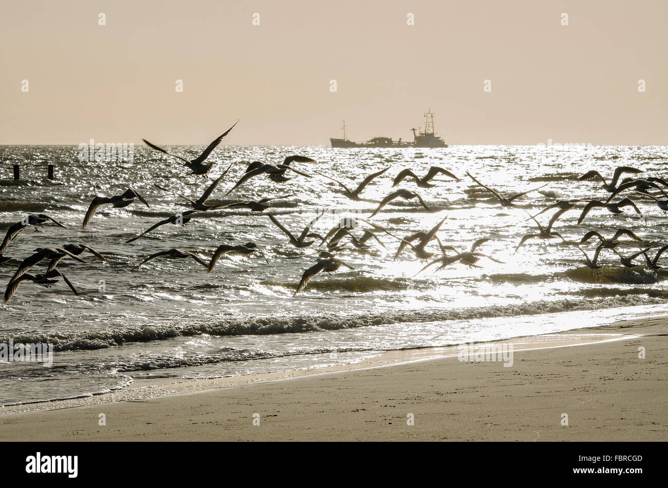 Resumen bandada de aves por encima de una playa holandesa Foto de stock