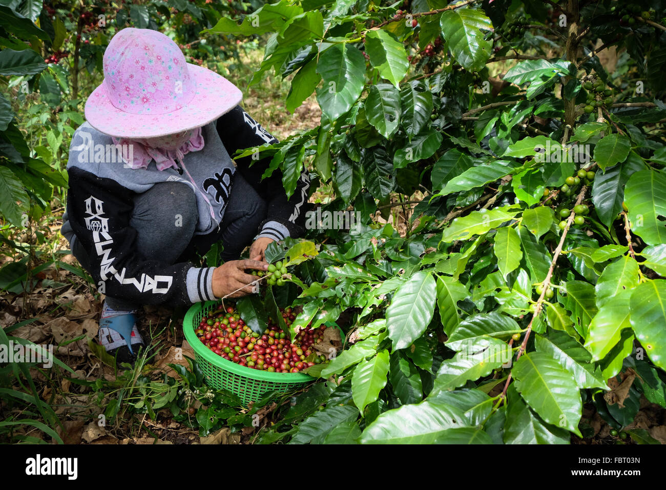 El cultivo del café en la meseta de Bolaven en Laos Foto de stock