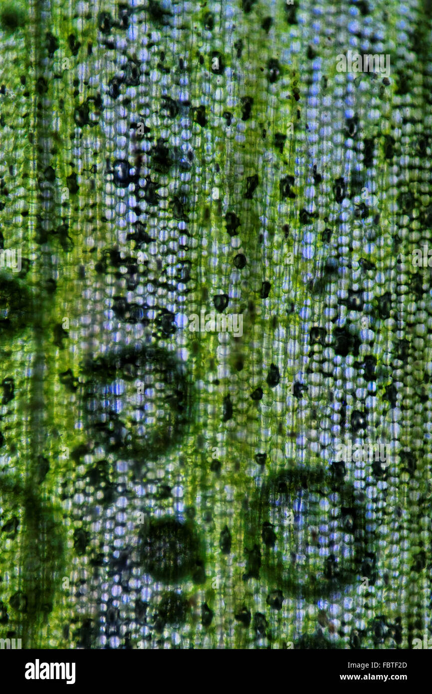 Las células de la hoja de puerro con gotas de agua Foto de stock