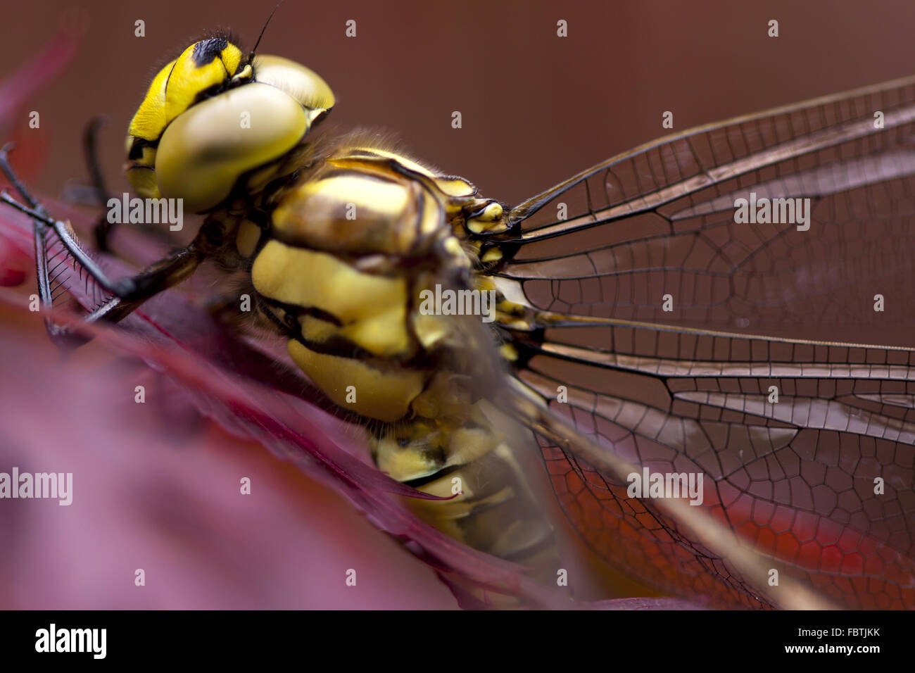 Extreme macro foto de una libélula. Foto de stock
