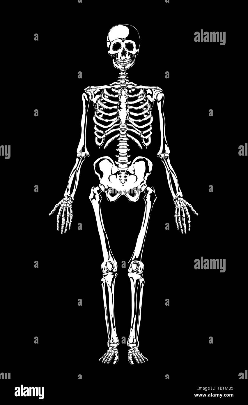 Vista frontal delantero esqueleto permanente del cuerpo humano Fotografía  de stock - Alamy
