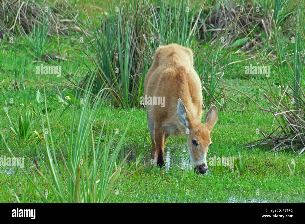 Ciervos de los pantanos en Esteros del Iberá Foto de stock