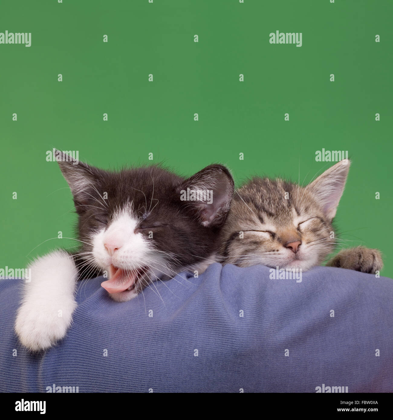 Los gatos también se ríen fotografías e imágenes de alta resolución - Alamy