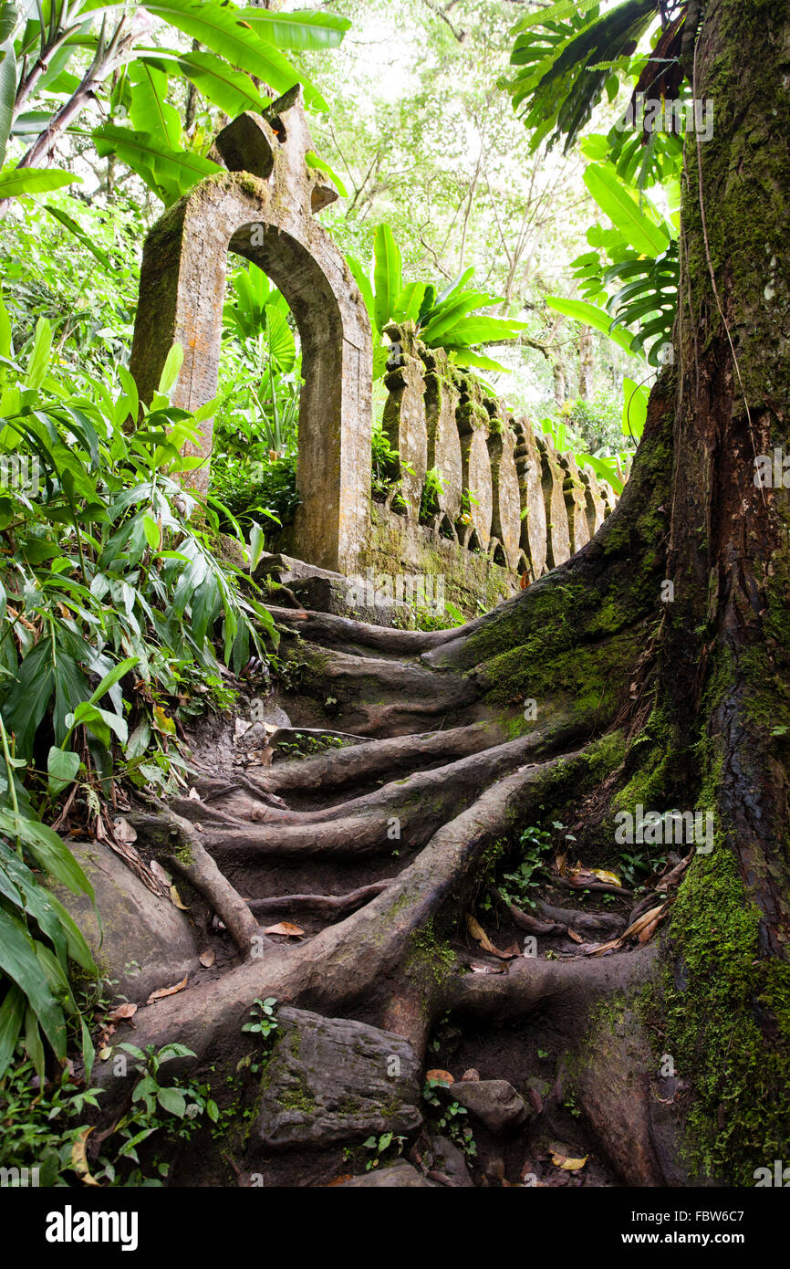Las raíces del árbol son pasos a una puerta en el jardín surrealista de Las Pozas cerca de Xilitla, México. Foto de stock