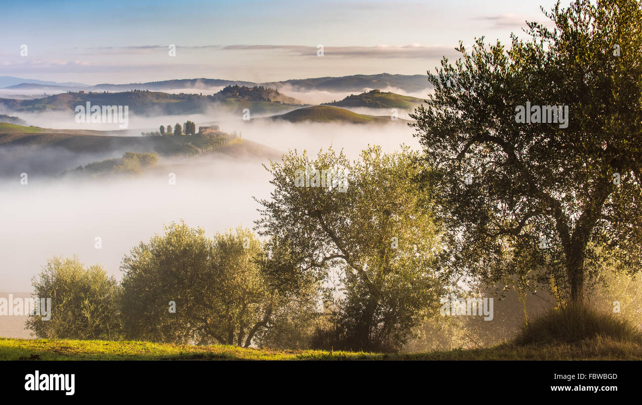 Los olivos en las colinas de la Toscana. Cerca de Asciano, Crete Senesi zone, Italia Foto de stock
