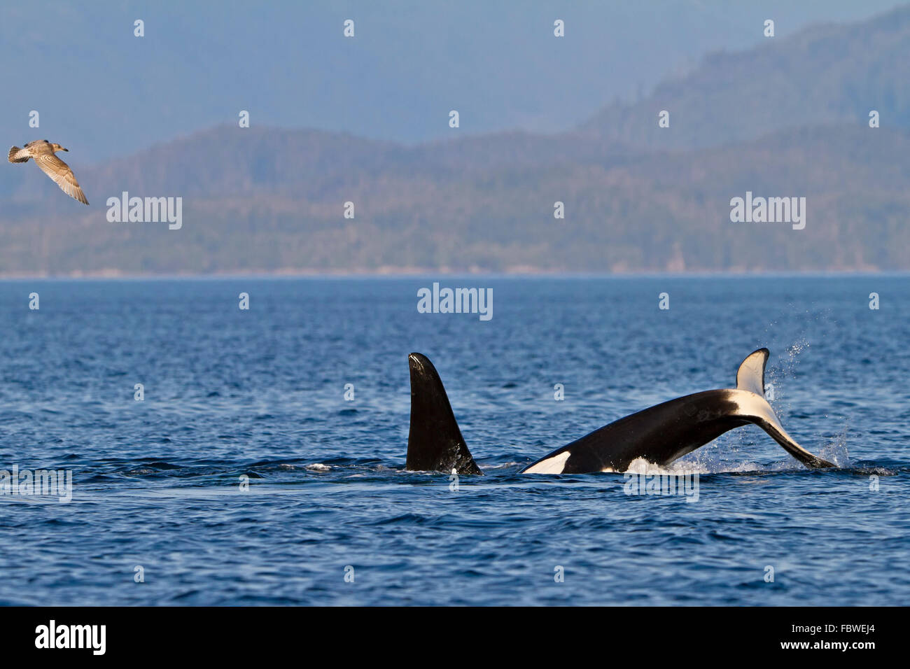 Transitoria de las orcas (Orcinus orca, orca, T30's & T137's) después de matar a un león marino off Malcolm Isla cerca de Donegal Cabeza, Brit Foto de stock