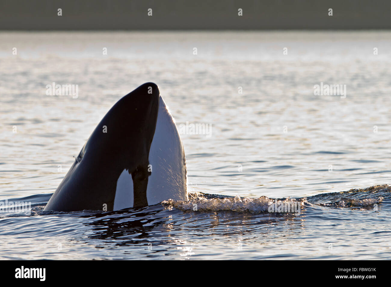 Transitoria de las orcas (Orcinus orca, orca, T30's & T137's) después de matar a un león marino off Malcolm Isla cerca de Donegal Cabeza, Brit Foto de stock