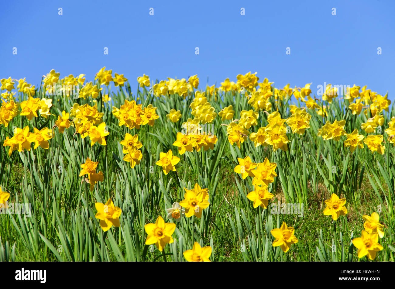 Narciso primavera Foto de stock