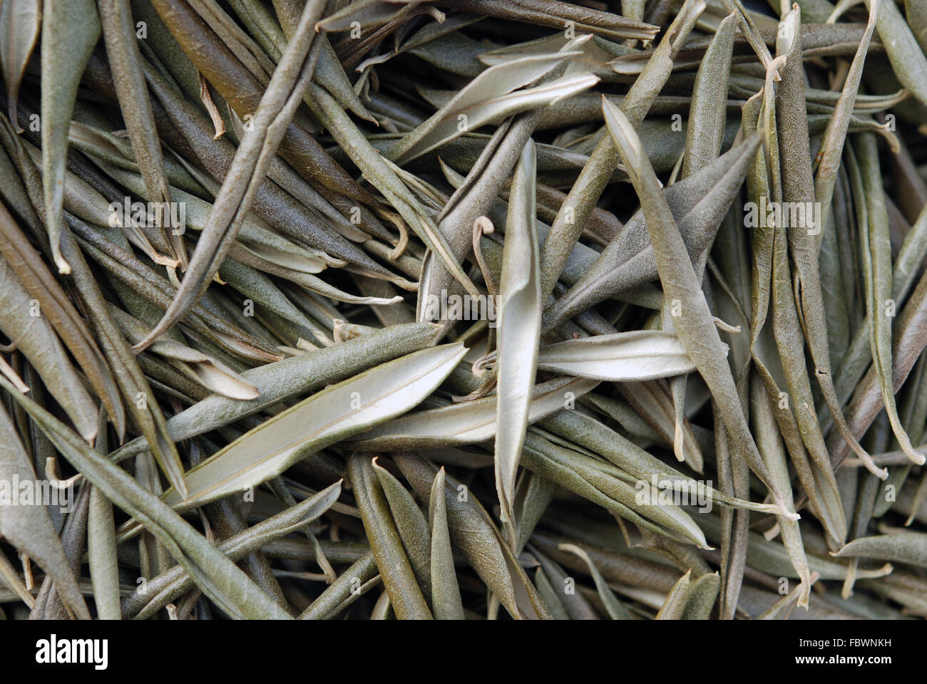 Hojas de olivo fotografías e imágenes de alta resolución Alamy
