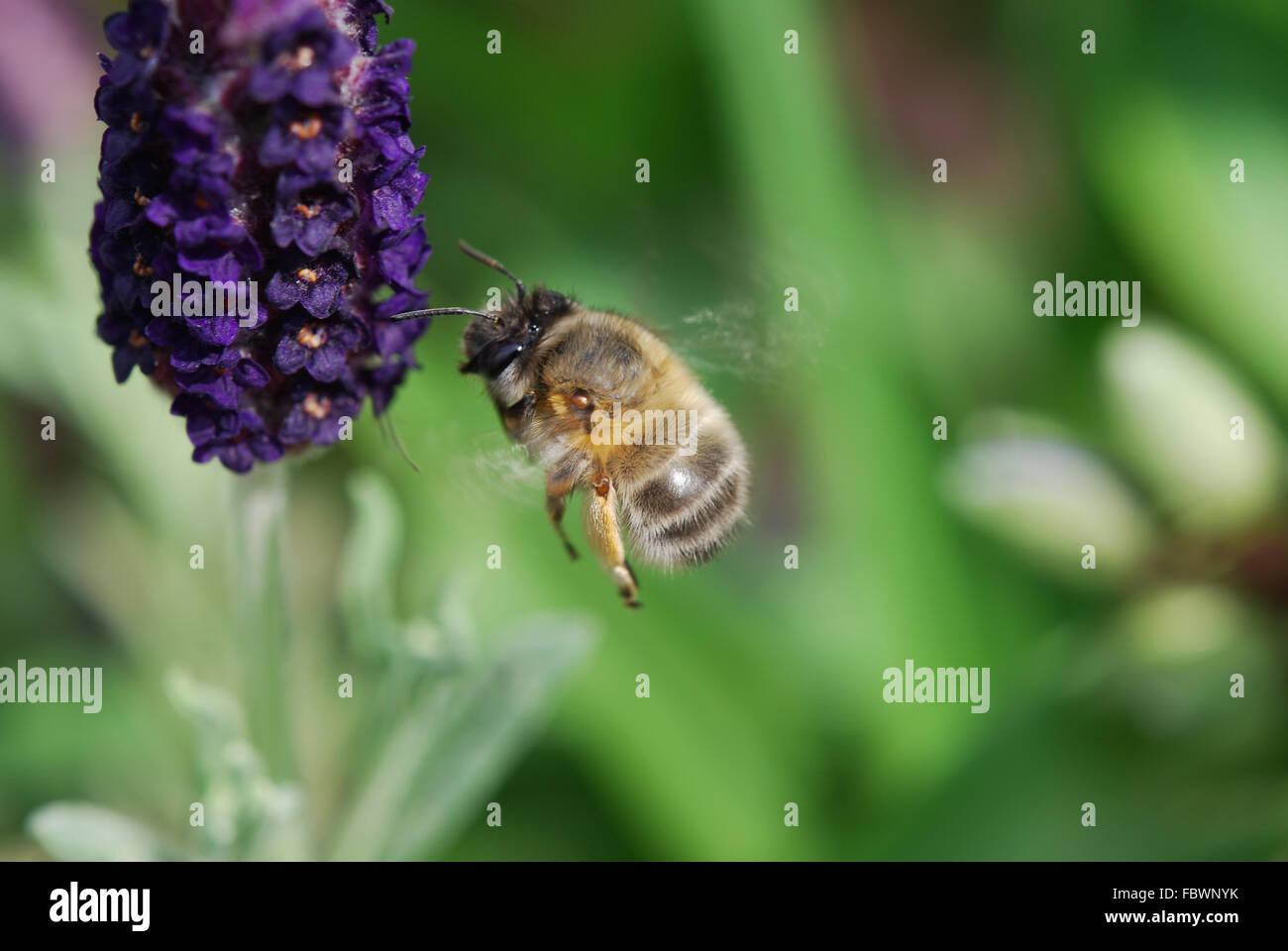 Vuelo de abeja obrera Foto de stock