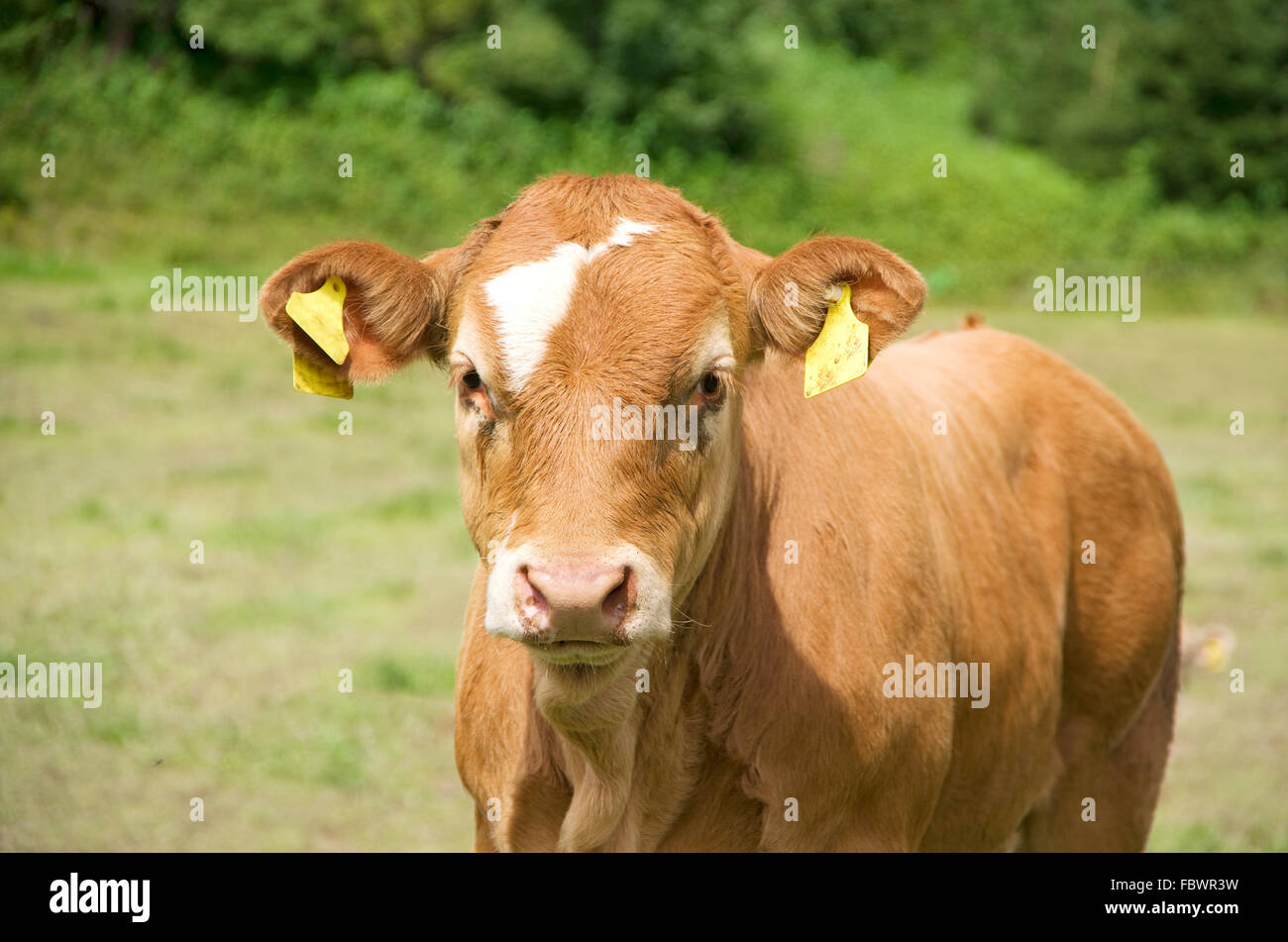 vaca-ternero Foto de stock