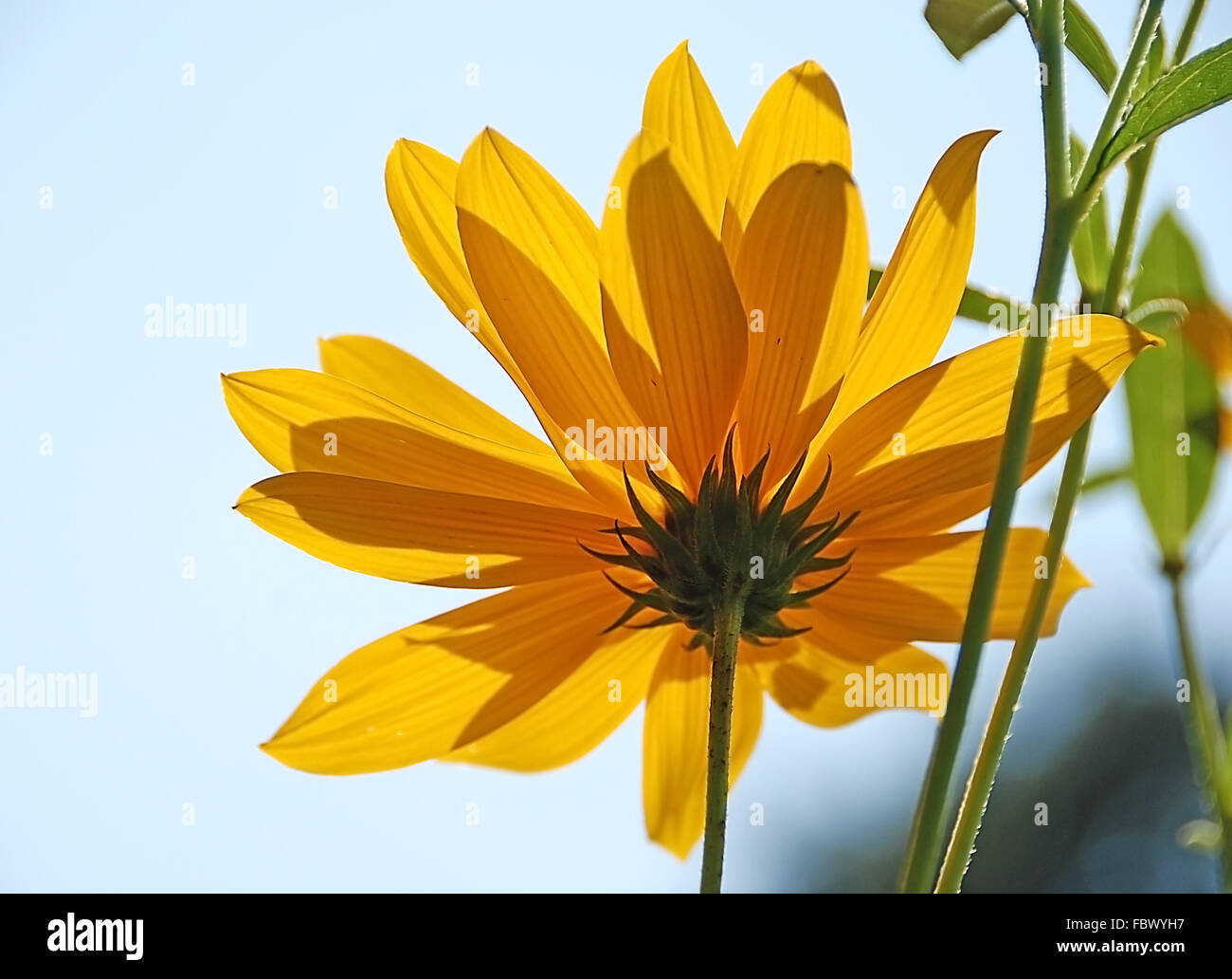 Flor de una sunroot con retroiluminación Foto de stock