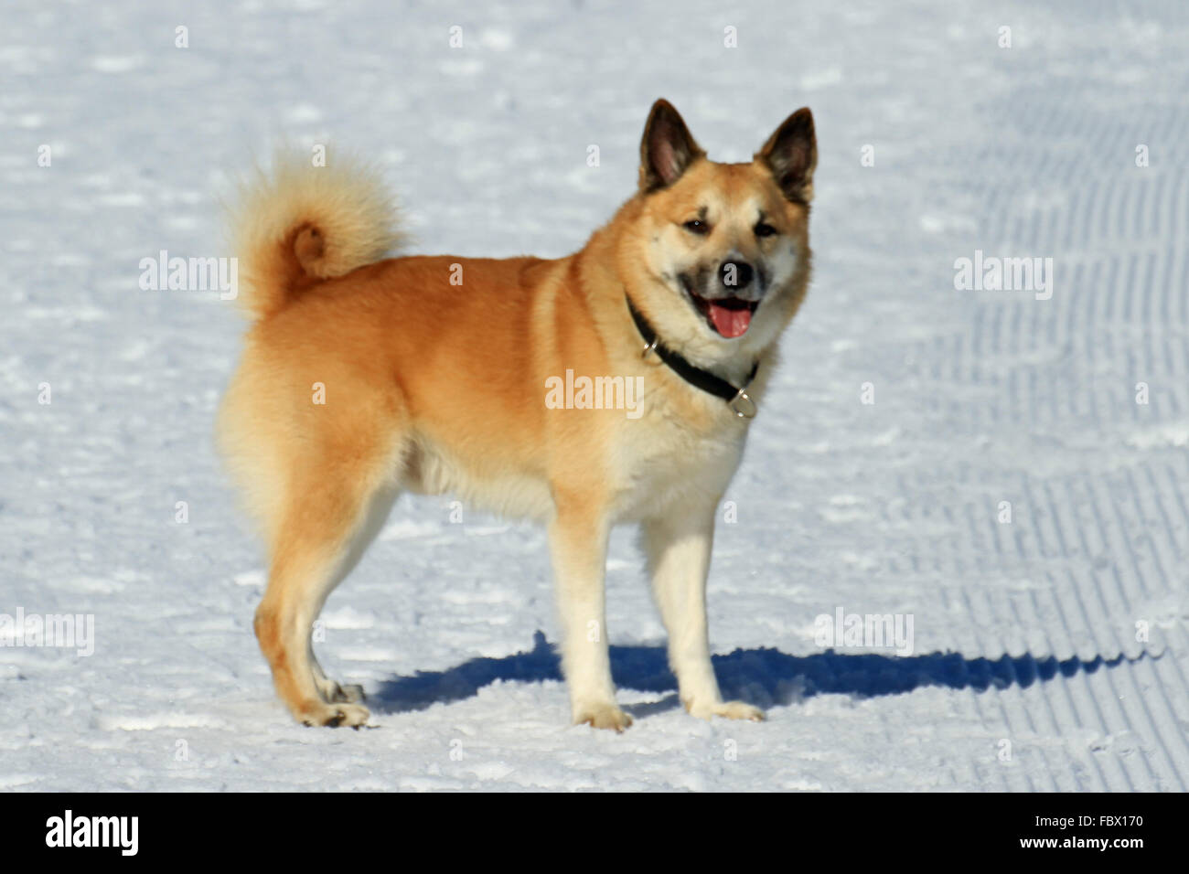 Perro pastor islandés fotografías e imágenes de alta resolución - Alamy