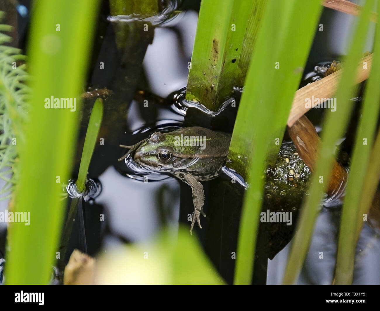 Ranas comestibles en el agua entre las plantas acuáticas Foto de stock