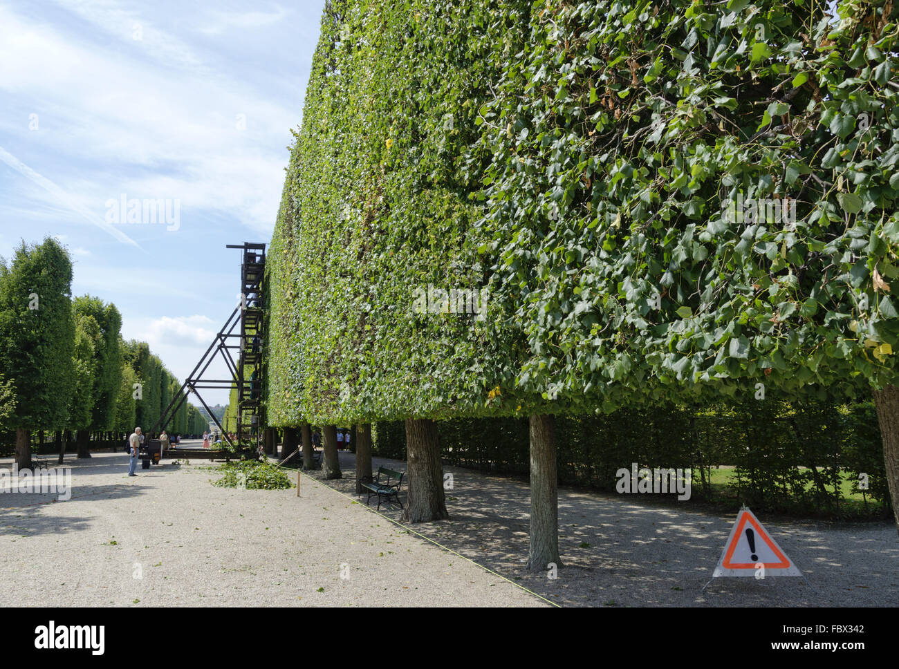 Jardineros sobre un andamio de cortar los árboles Foto de stock