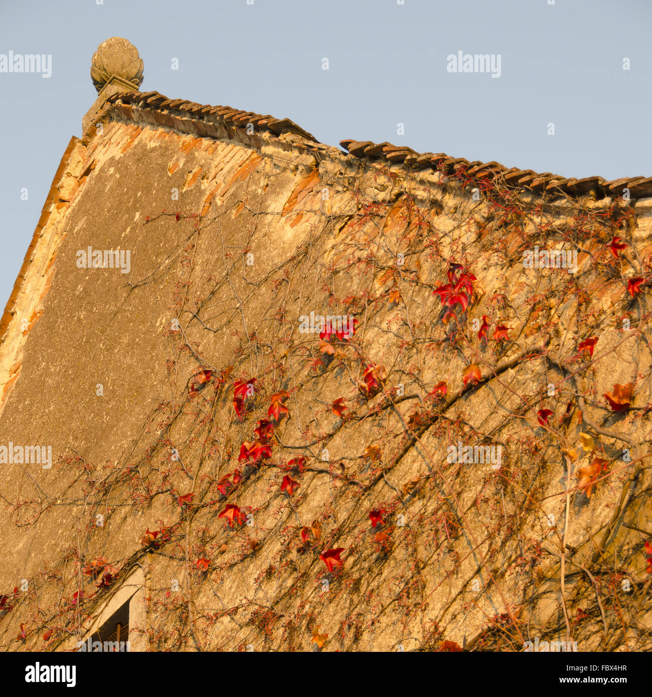 Gable de un antiguo palacio con hiedra roja Foto de stock