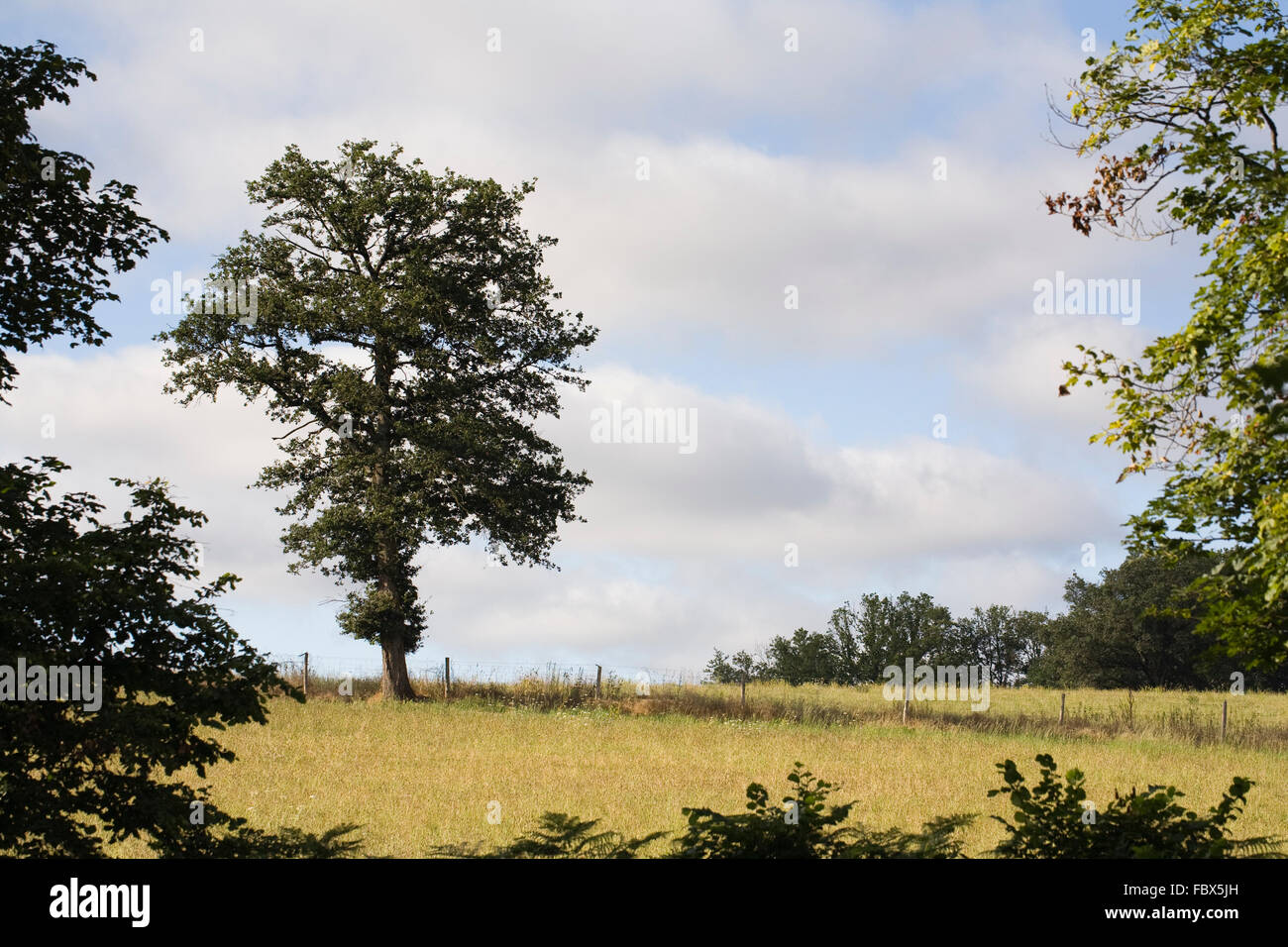 Quercus árbol. Verano de roble en la campiña francesa. Foto de stock