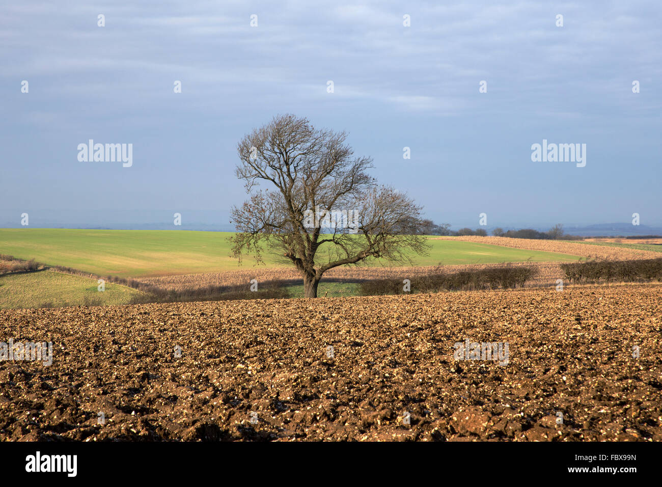 Árbol en invierno Lincolnshire Wolds Foto de stock
