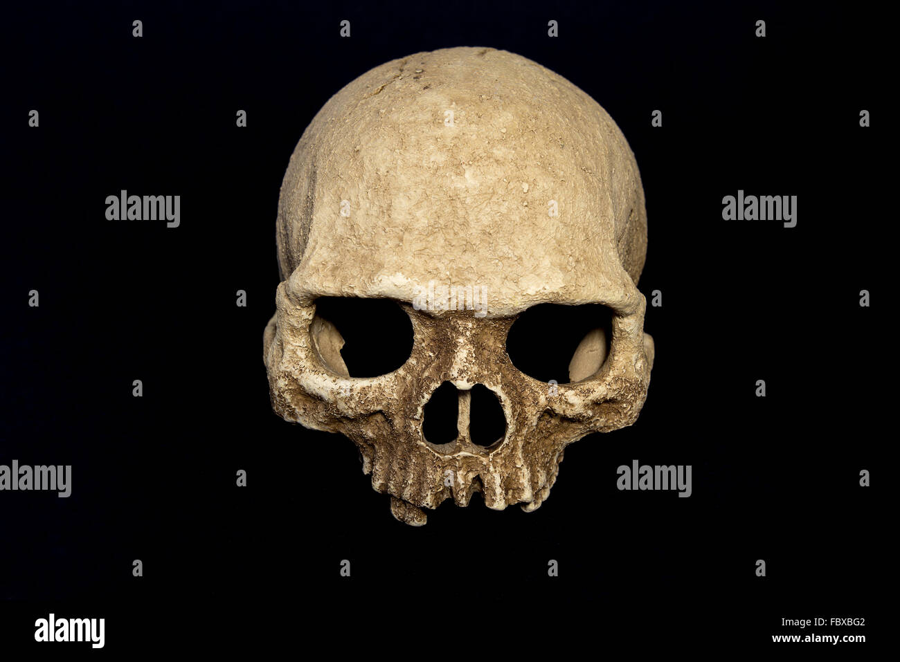 Fundición de resina, cráneo humano cráneo primate en aislar el fondo negro Foto de stock