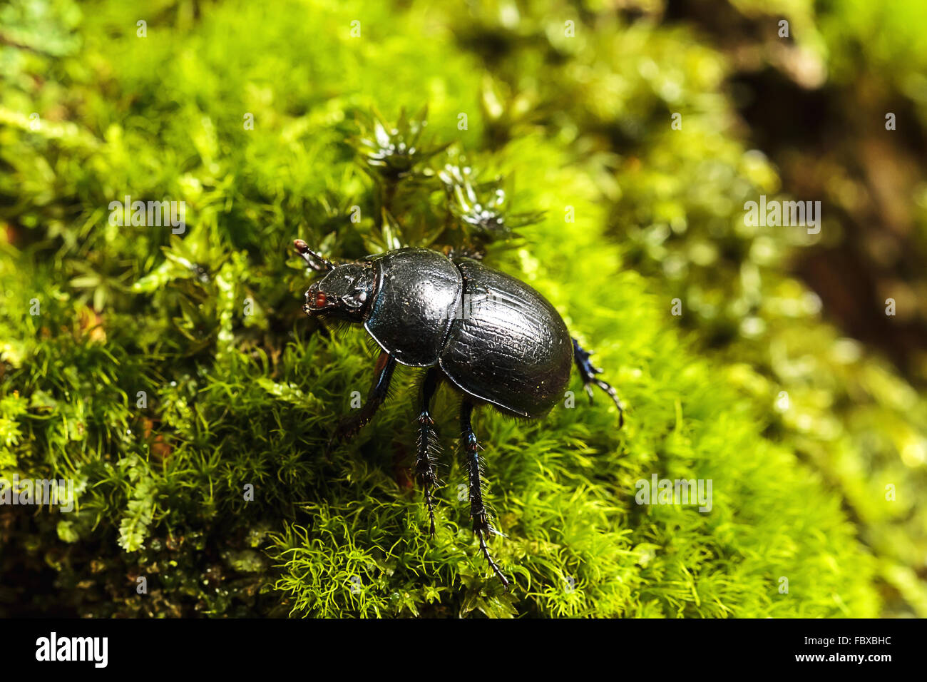 Escarabajos, Anoplotrupes stercorosus Foto de stock
