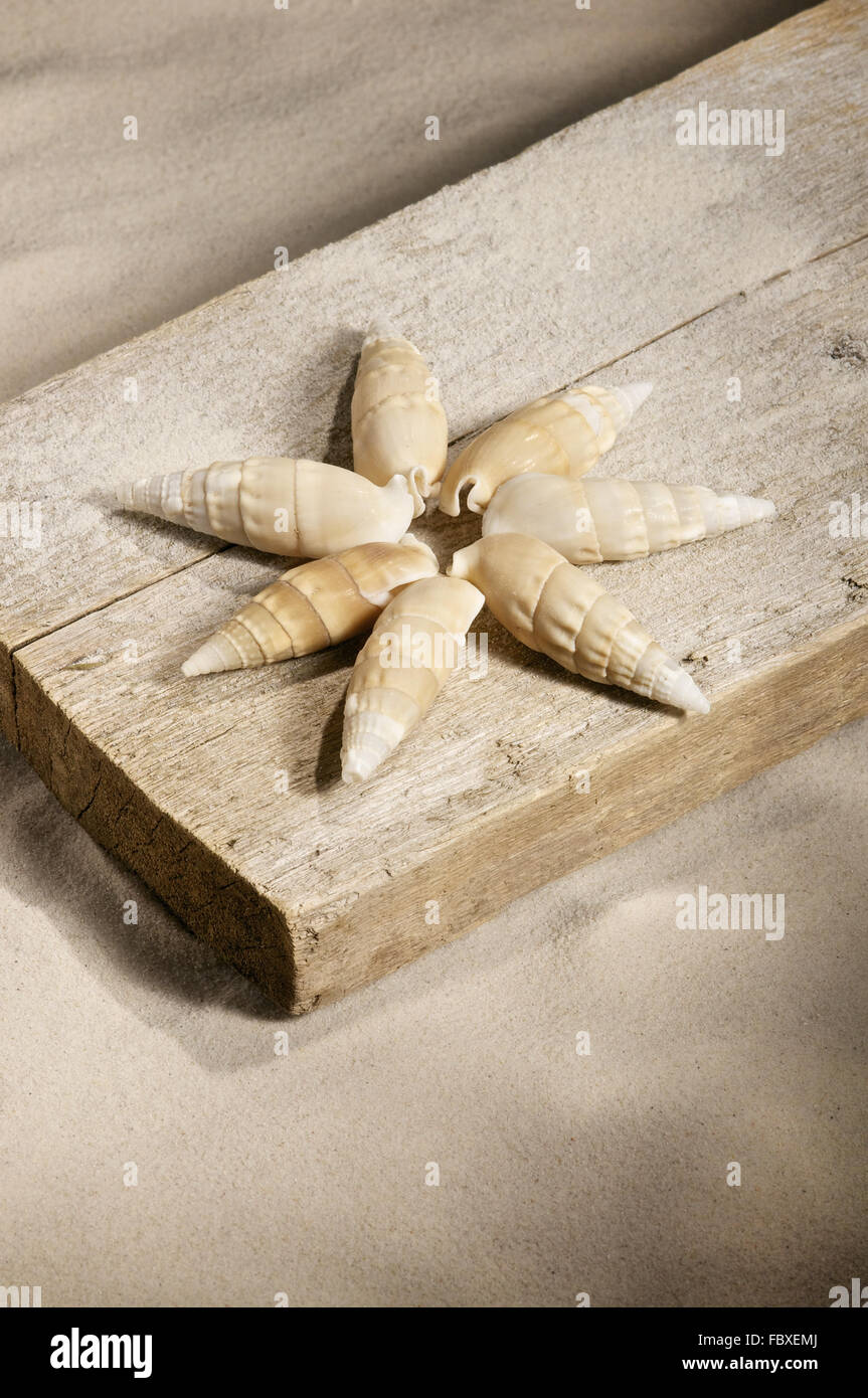 Conchas para decoracion fotografías e imágenes de alta resolución - Alamy