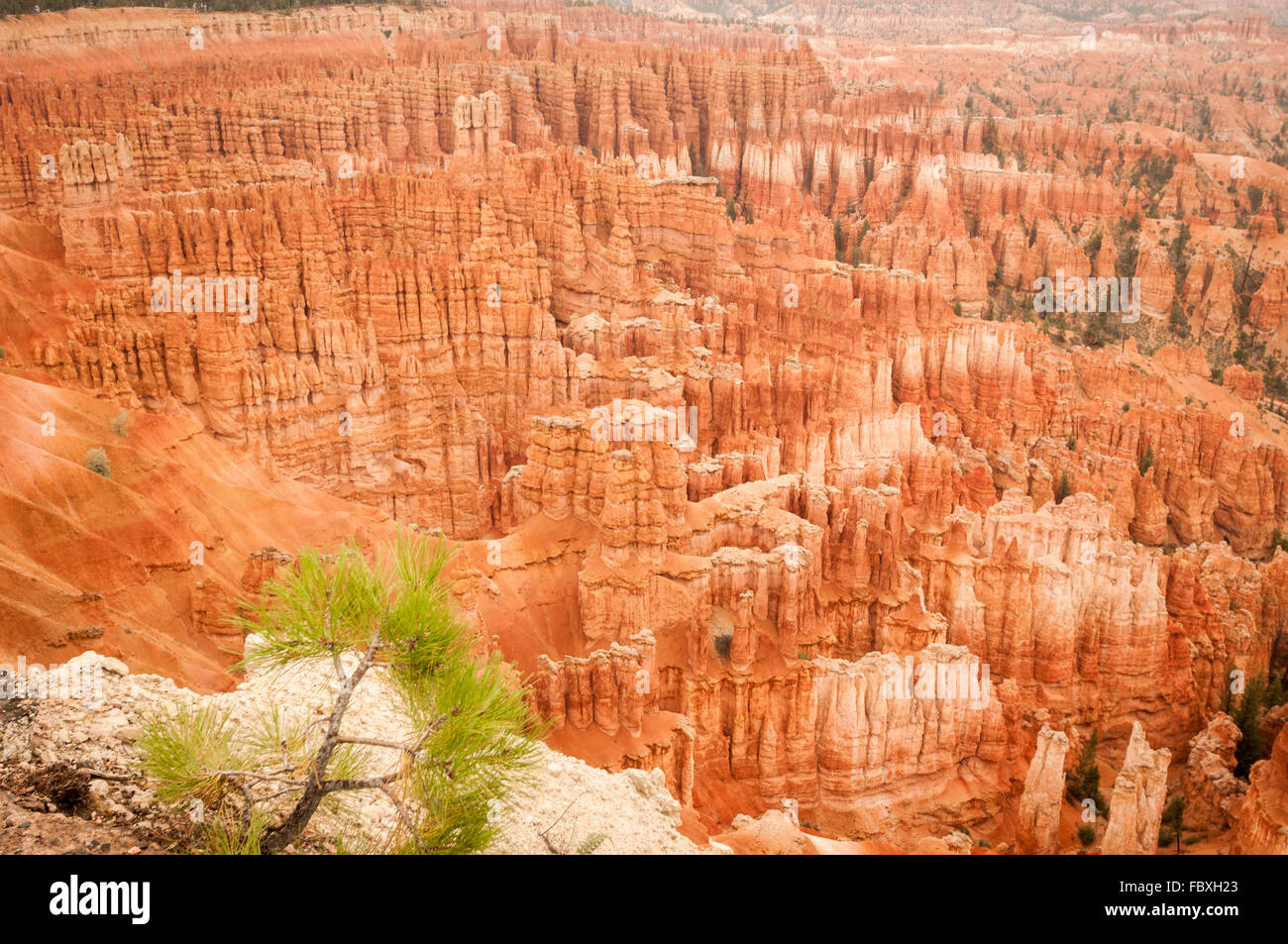 Anfiteatro de Bryce Canyon 2013 Foto de stock