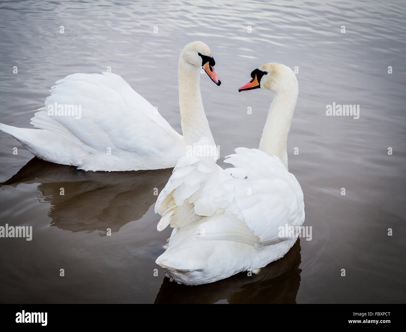 Par de cisnes mirando fijamente a cada uno de los otros en el lago en Lymm Dam Foto de stock