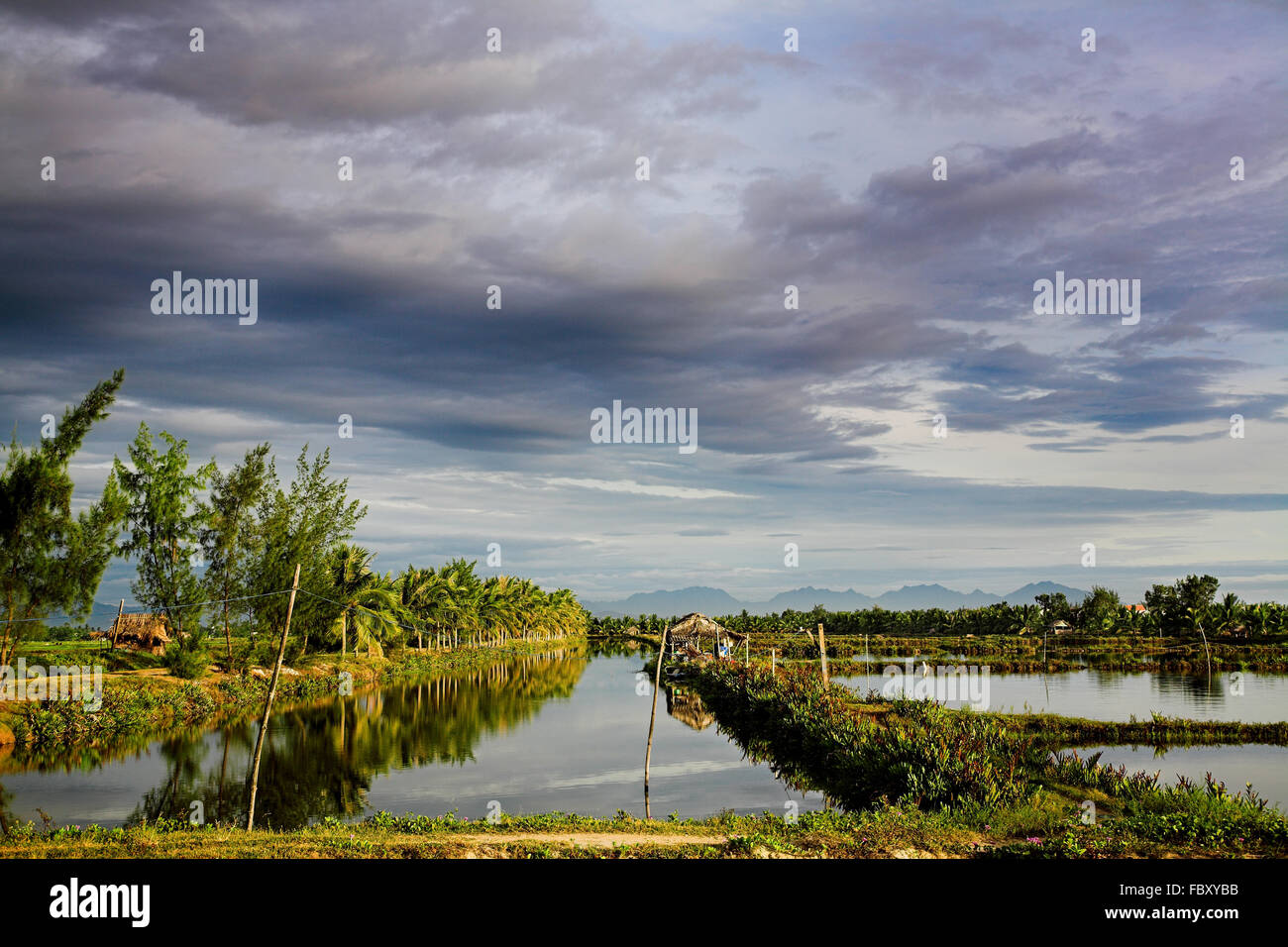 Sistema de canales de riego en el campo de arroz Foto de stock