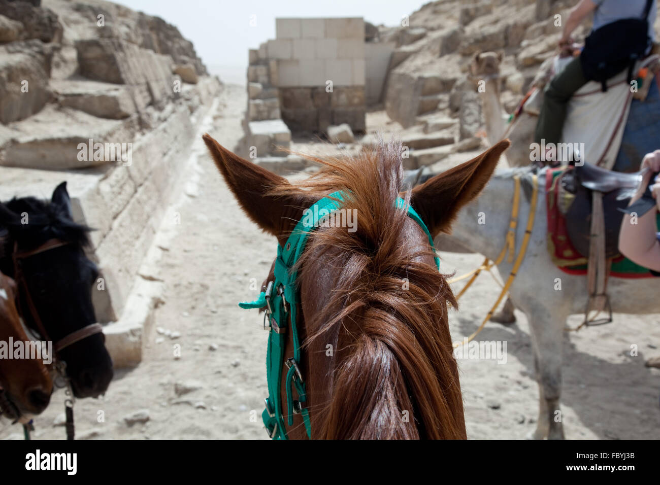 Jinetes y caballos o mulas para turistas por pirámides Foto de stock