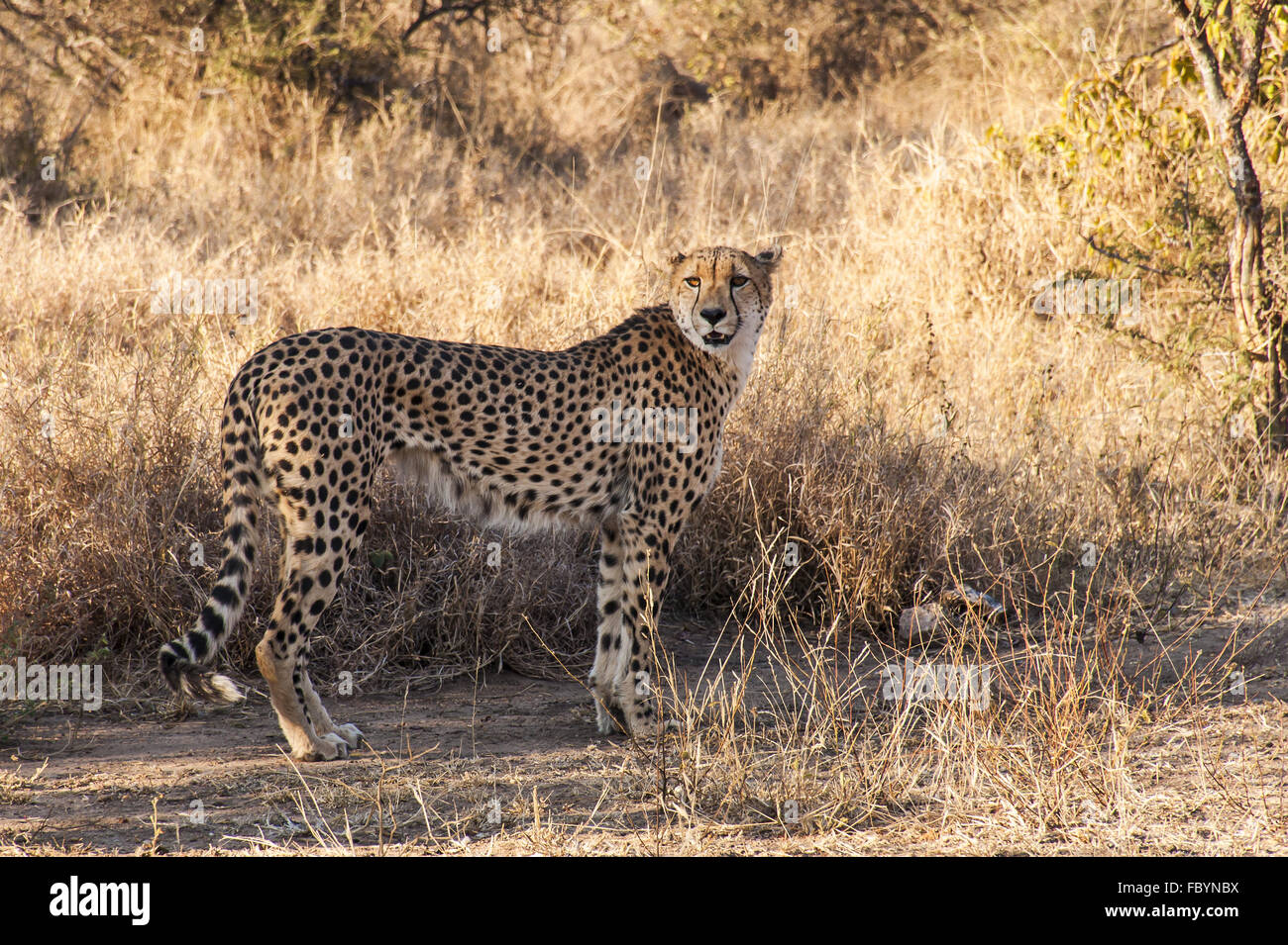 Guepardo macho en el Parque Nacional Kruger Foto de stock