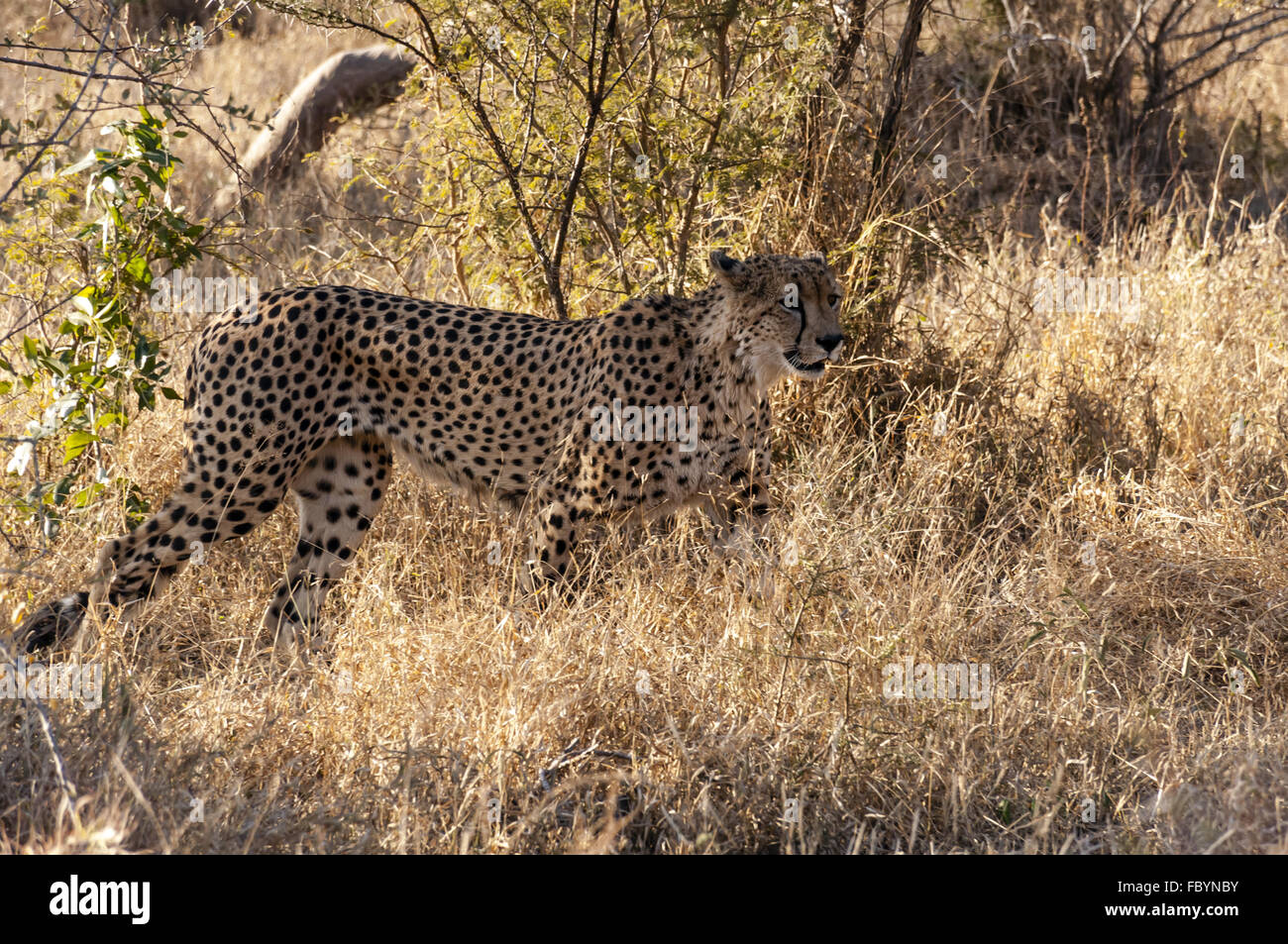 Guepardo macho en el Parque Nacional Kruger Foto de stock