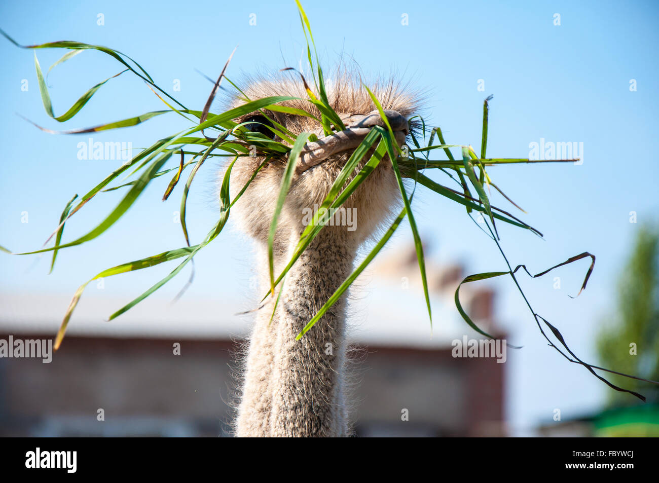 Patas de avestruz fotografías e imágenes de alta resolución - Alamy
