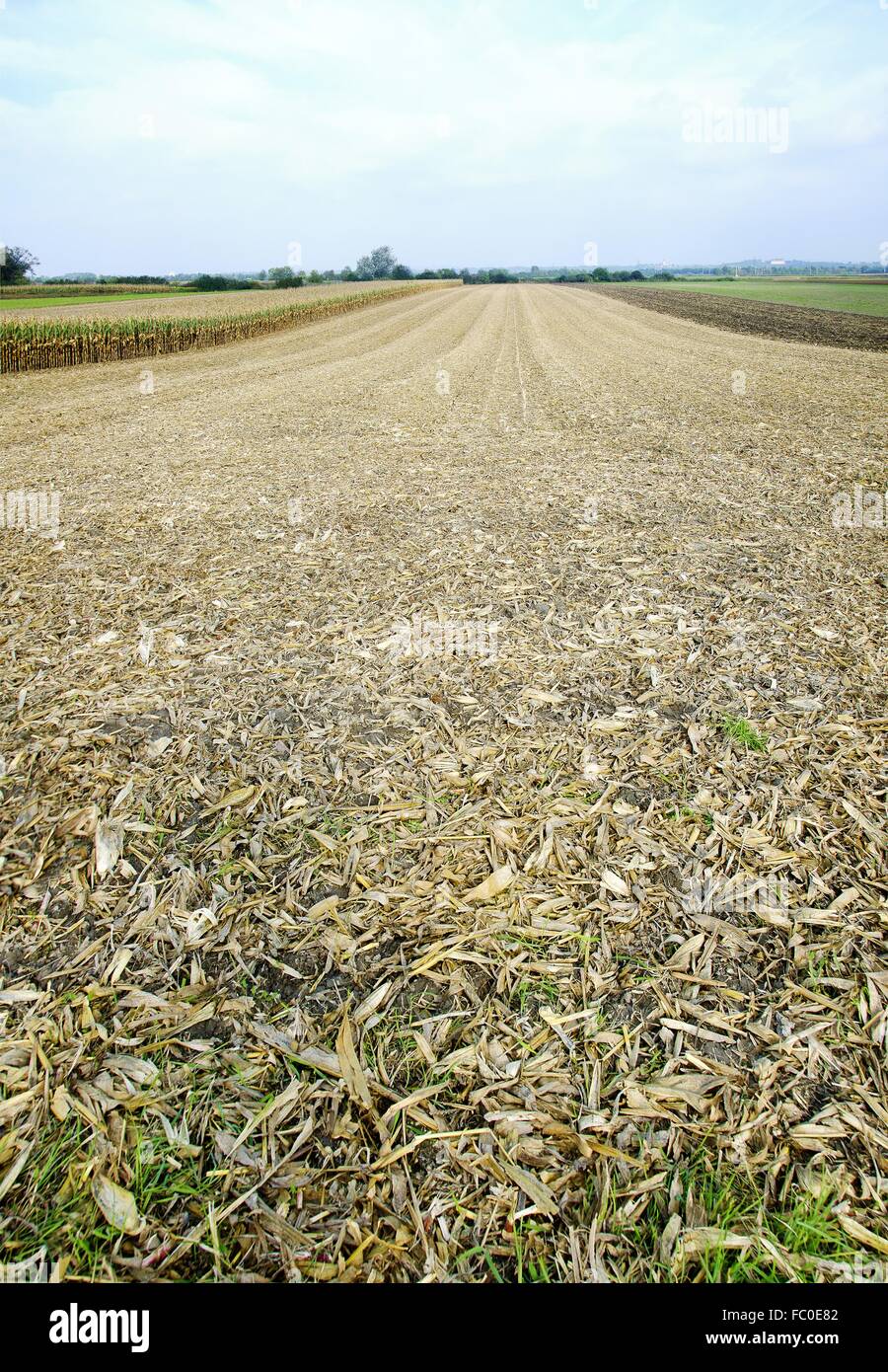 Campo de maíz cosechado Foto de stock