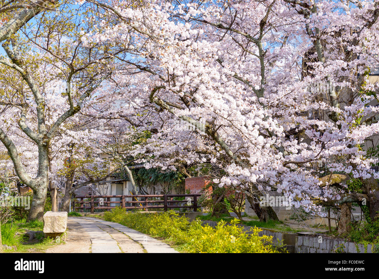Kyoto, Japón, en Philosopher's Walk en la primavera. Foto de stock