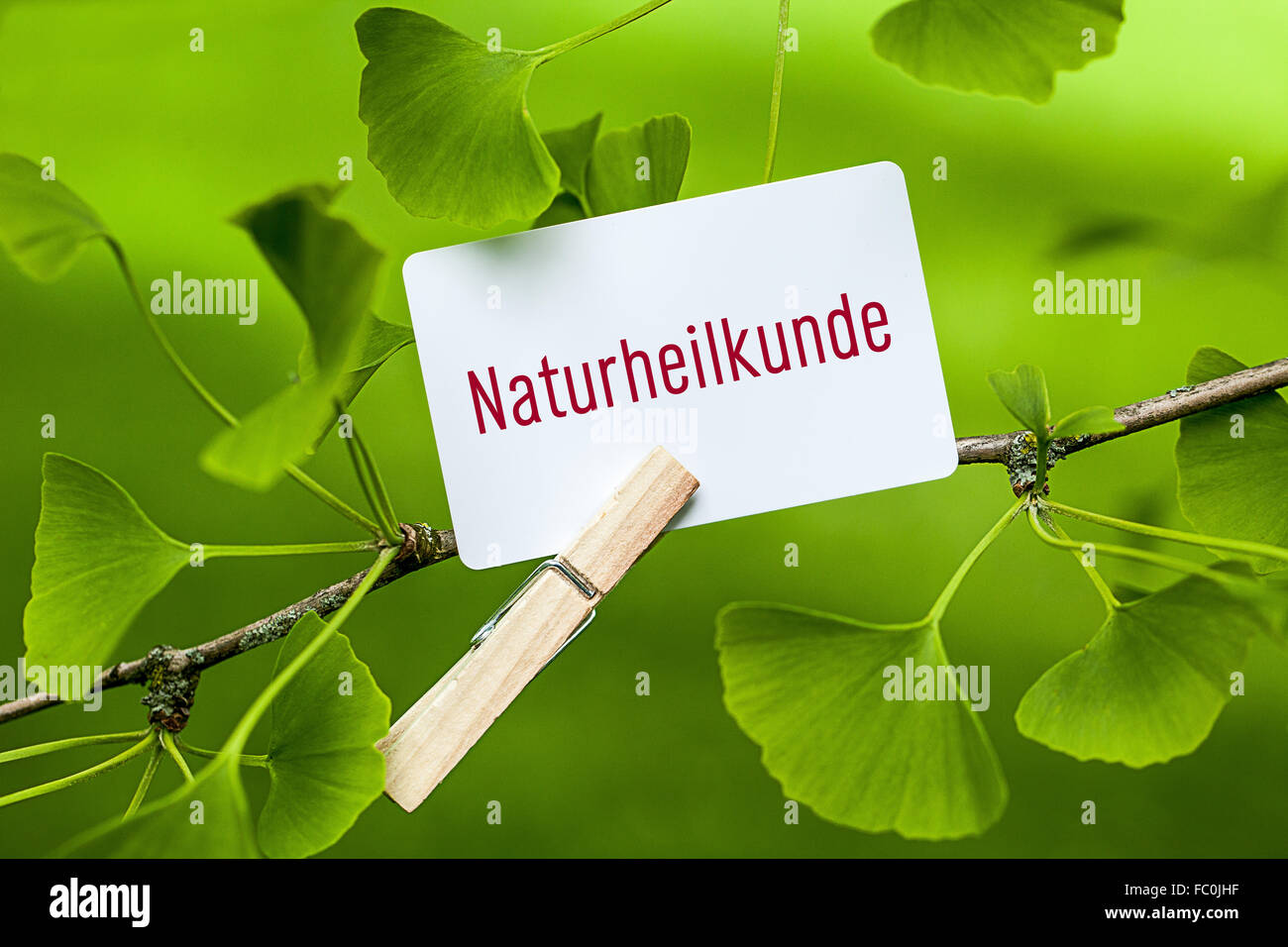 La palabra "Naturheilkunde en un árbol de ginkgo Foto de stock